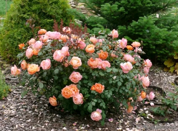 Розы кремового цвета фото