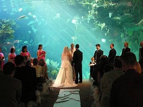 свадьба в акванариуме
