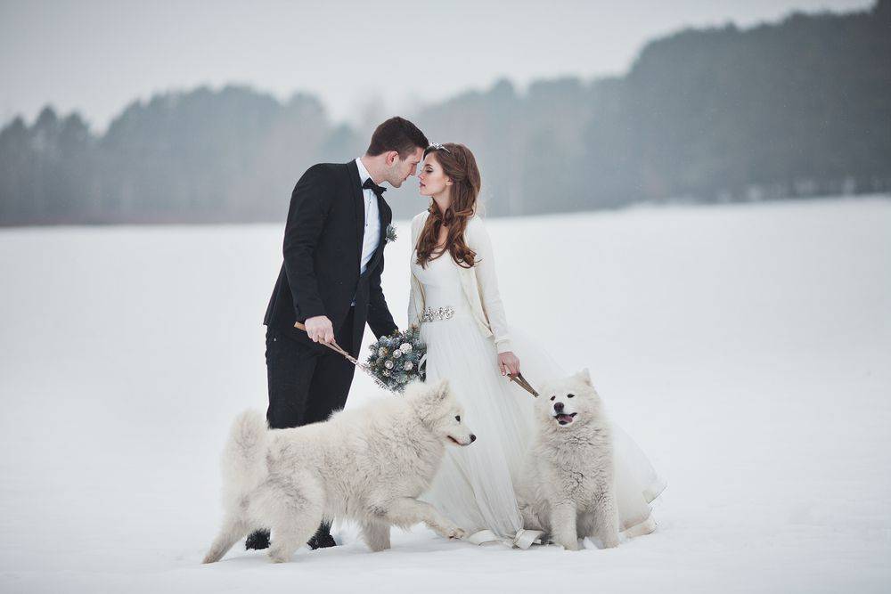 Зимние свадебные платья собаки