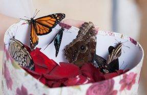 Оформление свадьбы бабочками - обычная необычность 1